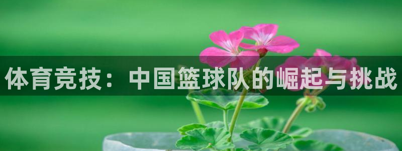 西瓜看球直播app：体育竞技：中国篮球队的崛起与挑战