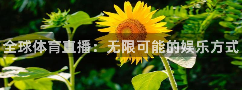 西瓜看球直播平台：全球体育直播：无限可能的娱乐方式
