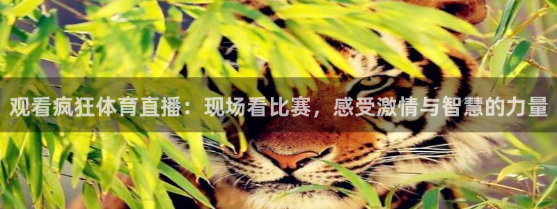 西瓜看球在线直播：观看疯狂体育直播：现场看比赛，感受激情与智慧的力量